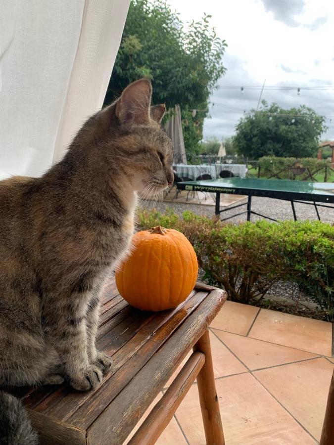 Agriturismo Il Puntoncino Marsiliana Buitenkant foto
