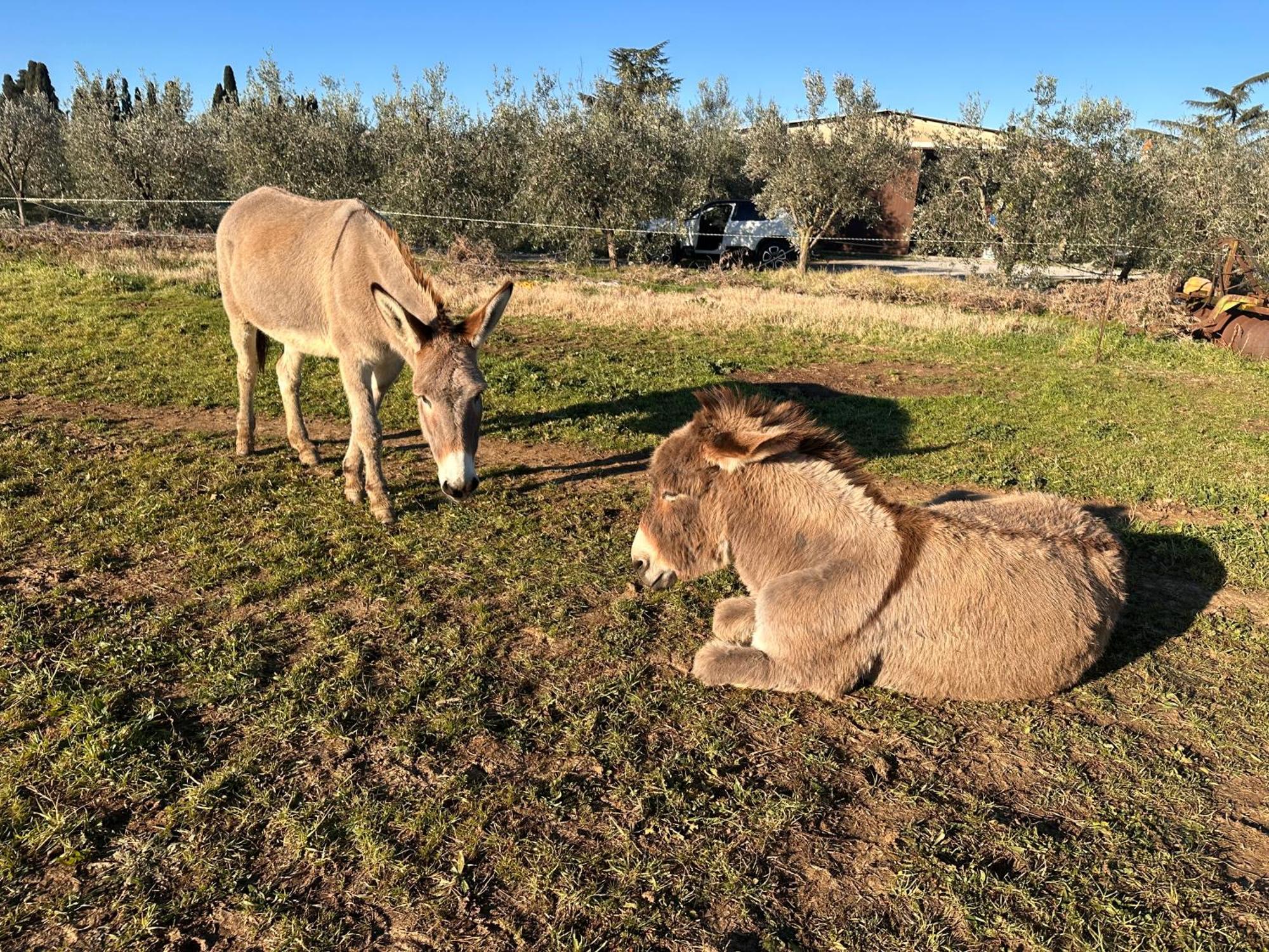 Agriturismo Il Puntoncino Marsiliana Buitenkant foto